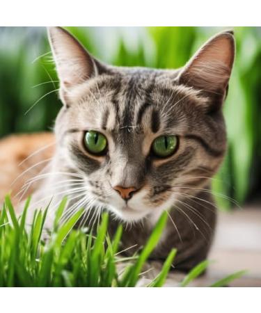 Organic Multi-Grain 5 Individual Packs of 22.5 Grams - Cat Grass Seed Pack - Featuring A Blend of Oats Wheat Rye and Barley - Buy Online on GoSupps.com