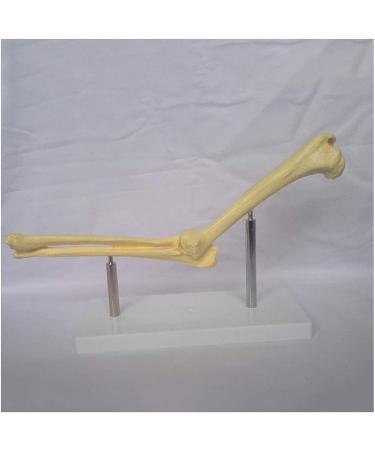 Elbow Joint Model of Dog SSkeleton Bone Model of Dog Ulna Humerus Radial Model - Buy Online on GoSupps.com