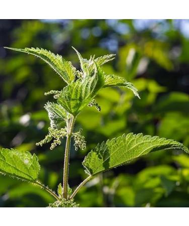  Tazarin LTD Tazarin Ltd Nettle Tea 100g dried and cut nettle leaves Urtica dioica dried nettle - 100% natural no additives pure and additive-free - Buy Online on GoSupps.com