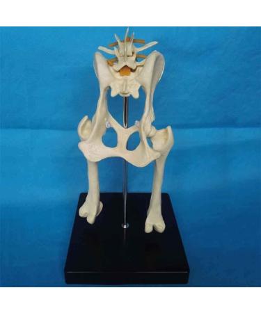 Dog Hip Joint Skeleton Medical Model Veterinary Teaching Demonstration Dog Hip Model Dog Skeleton Animal Pet Veterinary Medical Veterinary Teaching Animal Model - Buy Online on GoSupps.com