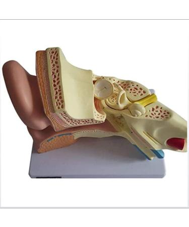 Model of Human Ear Anatomy Removable Medical Teaching Aids Model The Ear Anatomy of The Inner Ear Hearing Teaching Demonstration - Buy Online on GoSupps.com