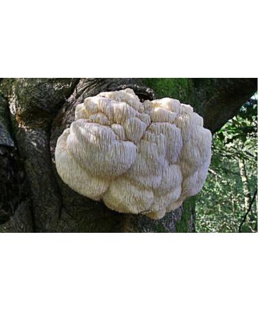 Organic Lions Mane Mushroom Coffee | 250G | Ground Organic Arabica Beans - Buy Online on GoSupps.com