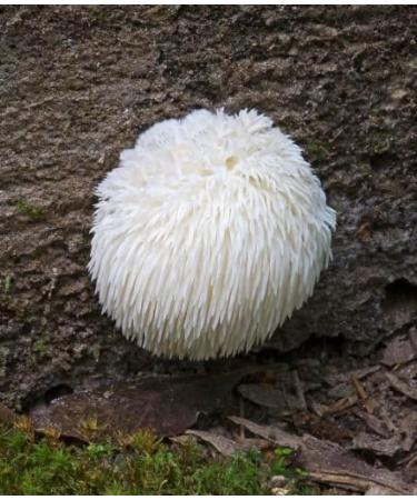Lion's Mane Mushroom Liquid Culture- (Hericium Erinaceus) - Buy Online on GoSupps.com