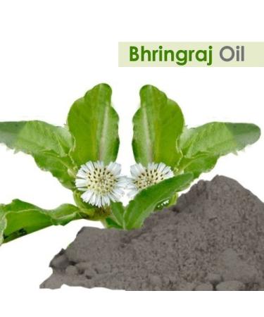 Pure Salvia Bhringraj Oil (Eclipta alba) - 100% Natural Cold Pressed Essential Oil for Aromatherapy Skin & Hair Care - Therapeutic Grade 3.38 fl oz - Buy Online on GoSupps.com