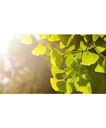 Indigo Herbs Ginkgo Biloba Tincture 100ml | Memory & Alertness | Extract 100 ml (Pack of 1) - Buy Online on GoSupps.com