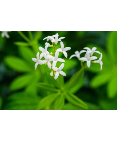  TASTY POTT Tasty Pott Waldmeister - Natural product - Vegan food - For brewing tea - Forest herb - Herbal infusion - Woodruff tea - In a 100g bag - Buy Online on GoSupps.com