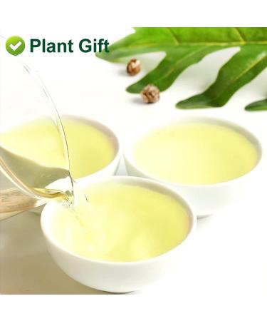 Plantgift Jasmine Dragon Pearls Tea 130g - Premium Green Tea & Oolong Blend - Best Jasmine Tea for a Soothing Experience | International Shipping - Buy Online on GoSupps.com