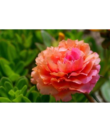 Buy Hua Xian Zi Moss Rose Seeds - 10 000+ Mixed Colors - Portulaca Grandiflora - Fresh International Shipping - Buy Online on GoSupps.com