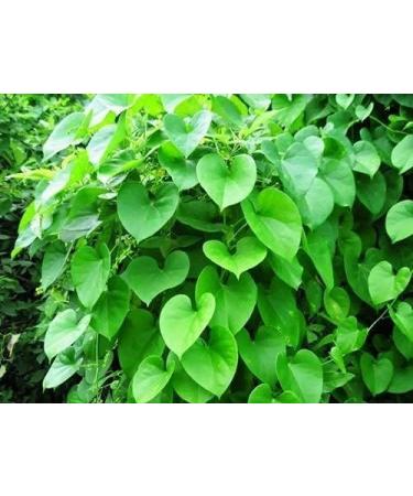 NH Seenthil kodi Powder 50g | Guduchi Powder | Giloy | Amruthaballi | Tippa teega | Tinospora cordifolia Powder - Buy Online on GoSupps.com