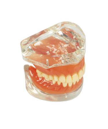Buy Teach Study Adult Standard Typodont Teeth Model - Ideal for Dental Education & Demonstration | Fast International Shipping - Buy Online on GoSupps.com