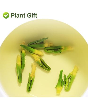 Buy Plantgift Lotus Plumule 100g | Healing Chinese Herb for Health Benefits | Dried Lotus Core & Tea - Buy Online on GoSupps.com