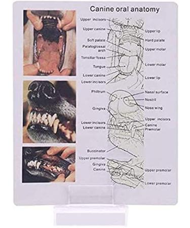Dog Teeth Model Dog Canine Tooth Anatomy Model Canine Veterinary Animal Skeleton Veterinary Teaching PVC 12X7.5X5.5Cm/4.72X2.95X2.17In - Buy Online on GoSupps.com