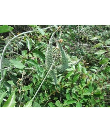 SENTA Veliparuthi (Pergularia Daemia) Powder 300 g - Buy Online on GoSupps.com