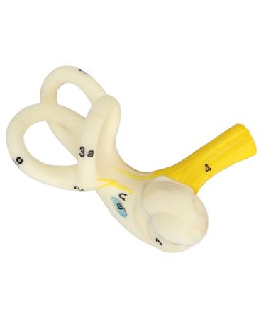 Ear Semicircular Canal Model Better Understand Inner Ear Cochlea Model for Teaching Use