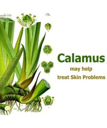 Calamus (Acorus Calamus) Essential Oil 100% Pure & Natural - Undiluted Uncut Cold Pressed Aromatherapy Premium Oil - Therapeutic Grade - 30 ML Calamus 30 ml (Pack of 1) - Buy Online on GoSupps.com