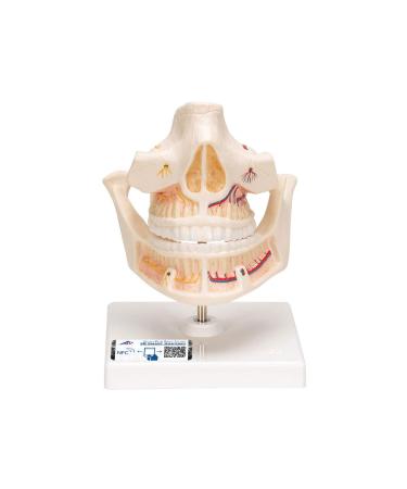 3B Scientific VE281 Adult Denture - 3B Smart Anatomy