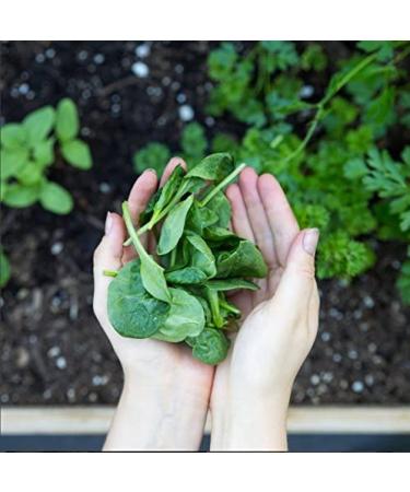 Amazing Grass Green Superfood Chocolate 28.2 oz | Nutrient-Rich Superfood Powder - Buy Online on GoSupps.com