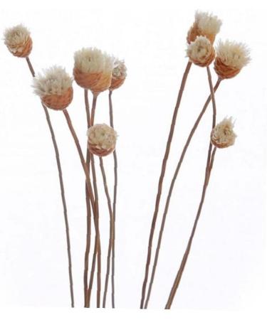 20 Rattan Diffuser Sticks for Essential Oils | Rose Replacement Refills for Home Bedroom Bathroom - Buy Online on GoSupps.com