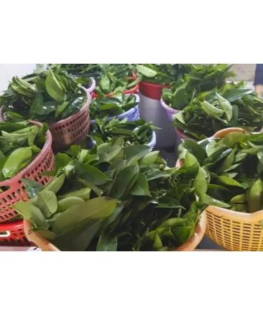 FEUILLES DE COROSSOL S CH ES 100% Naturel Non trait es R colte sauvage Sans pesticides. Soursop Graviola. Marque fran aise L'EssenCiel. 100g - Buy Online on GoSupps.com
