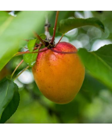 Nature Packaged Apricot Kernel Oil - Direct from Spain and Turkey - 100% Pure Carrier Oil for Hair, Face, and Skin - Cold-Pressed Carrier Oils - (16 oz) 2 Packs - Buy Online on GoSupps.com