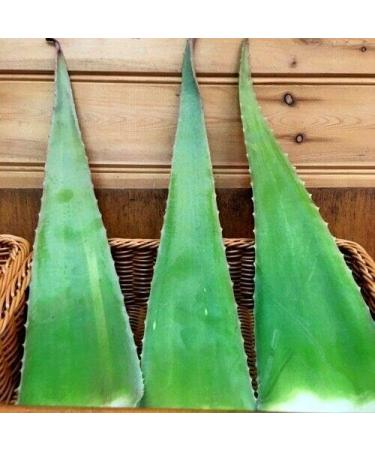 HoitoDeals Natural Organic Fresh Queen Aloe Vera Leaf Alovera Leaves Gel (50cm 3Pcs) 3 Leaf - Buy Online on GoSupps.com