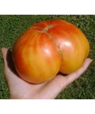 30 Old Semi German Cimelio di Tomato 2018 (Non GMO Semi -cimel Vegetable!)