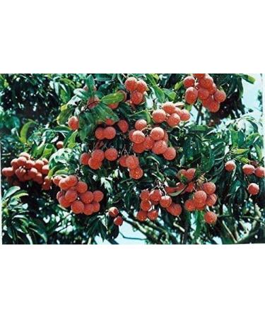 4 Pound (1816 grams) Dried lichee litchi whole fruit Grade A from Guangdong. - Buy Online on GoSupps.com