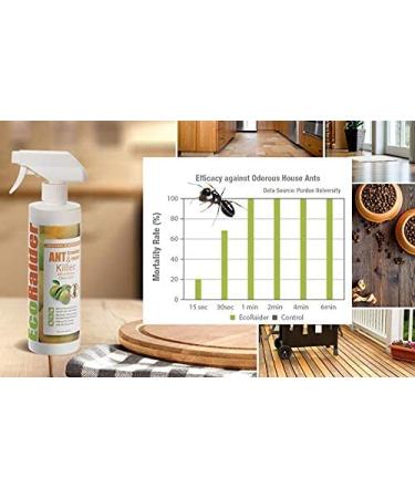 EcoRaider EcoVenger Ant & Crawling Insect Killer 16oz - Fast-Acting Citrus Scent Formula | Effective Against Spiders, Centipedes & More | Natural, Non-Toxic, Child & Pet Safe - Buy Online on GoSupps.com
