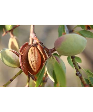  Betty Butter 4 x 330 g bags of almond puree almond puree almond butter almond butter natural nut without additives 4 x 330 g - Buy Online on GoSupps.com