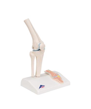 Buy 3B Scientific A85/1 Mini Knee Joint | Cross Section Bone Model | International Shipping | 3B Smart Anatomy - Buy Online on GoSupps.com