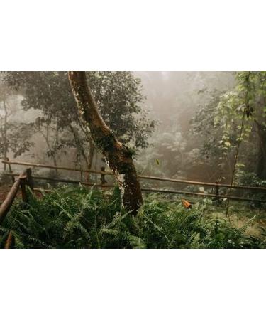 LaProve Mexican Arabica Coffee Procurador 1000g - Buy Online on GoSupps.com