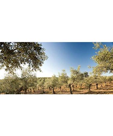 La Chinata Olive Oil Shampoo 360 ml | Best Hair Care | International Shipping - Buy Online on GoSupps.com