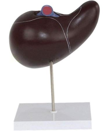 Body Model Gallbladder Anatomical Enlargement Model Human Liver Visceral Anatomical Model Human Liver - Buy Online on GoSupps.com