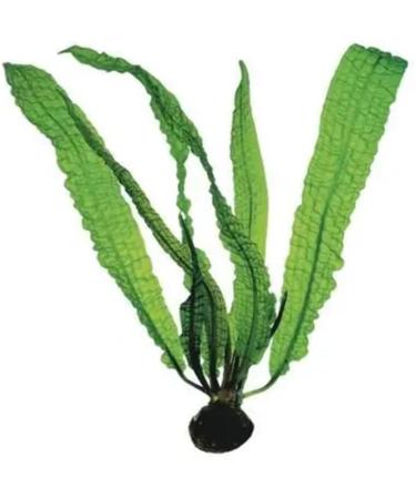 Aponogeton boivinianus Bulb for Planted Aquariums - Buy Online on GoSupps.com