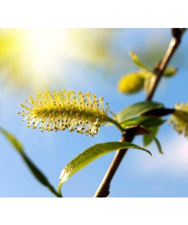 Willow No. 38 Princeps Original Bach Flower Willow Drops - Natural Emotional Support Remedy | International Shipping Available - Buy Online on GoSupps.com