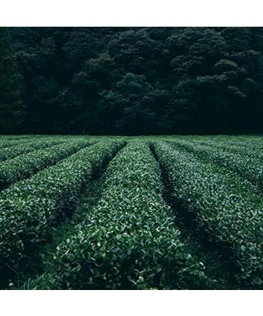Tisane chinoise Th de chrysanth me sauvage Nouveau th parfum Th vert Soins de sant Fleurs th Top-Grade Healthy Green Food (250) - Buy Online on GoSupps.com