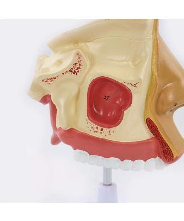 Anatomical Model Throat Nose Model of The Mouth of Nasal Cavity Medical Anatomical - Buy Online on GoSupps.com