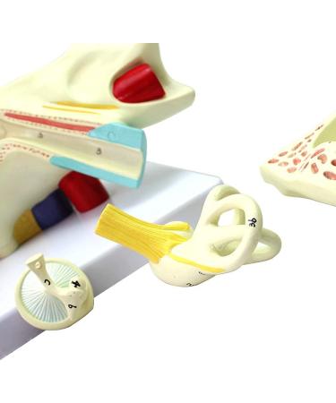 Human Ear Template Outdoor Ear Medium Ear Inner Ear Ear Structure Model Suitable - Buy Online on GoSupps.com