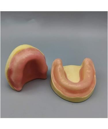 Fhuili dental implant practice model - without gum -distental -or -or -or -or -or -or -or -or -or -so
