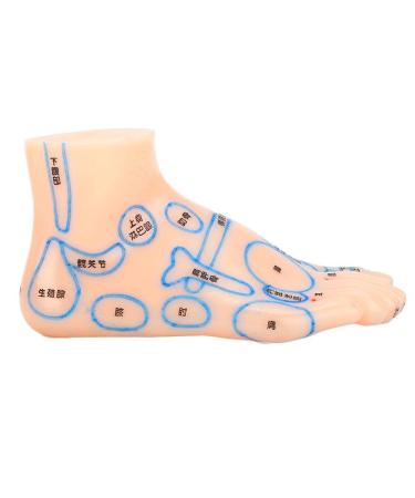 Foot Acupuncture Model - 13 cm Waterproof Teaching Tool for Acupuncturists & Students | Ideal Educational Resource - Buy Online on GoSupps.com