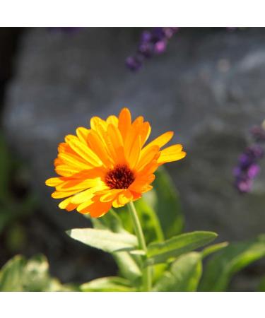 Organic Calendula Oil 100ml - Pure Natural Soothing Body & Baby Care - Vegan Aromatherapy in Glass Bottle - Buy Online on GoSupps.com