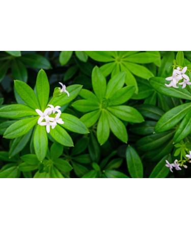  TASTY POTT Tasty Pott Waldmeister - Natural product - Vegan food - For brewing tea - Forest herb - Herbal infusion - Woodruff tea - In a 100g bag - Buy Online on GoSupps.com