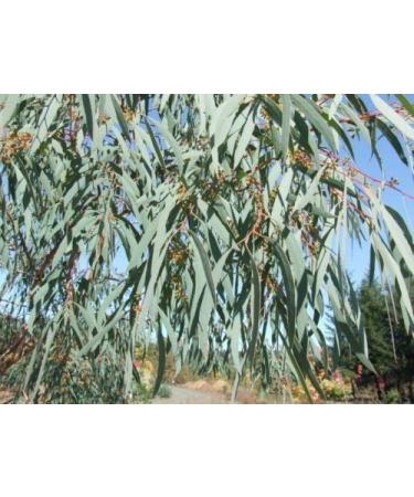 Portal Cool Eucalyptus Nicholii O Peppermint Gum 50 Semi