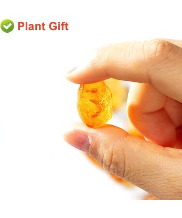 Plant Gift Natural Wild Peach Gum 230G/8.11oz Edible Peach Blossom Tears Tao Jiao Peach Resin Food Additives Free - Buy Online on GoSupps.com