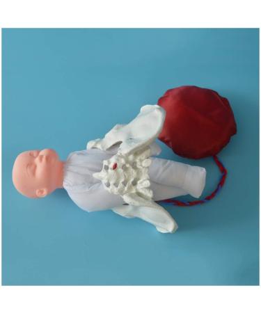 Slrmkk Female Pelvic Model for Birth Screening - Realistic Baby Pool & Removable Placenta Cord - Ideal Educational Tool for Anatomical Studies - Buy Online on GoSupps.com