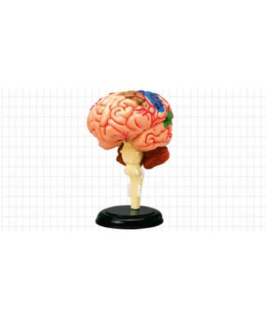 Educational Model Human Anatomy Brain Model 32 Pieces Puzzle Brain Brainstem Model Toys for Children Kids Science Experiments Medical Teaching Aids Medical Models - Buy Online on GoSupps.com