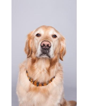 Buy Bank Chain for Dogs - Amber Neck Band & Natural Collar for All Sizes - Raw Bernstein 20 cm - Buy Online on GoSupps.com