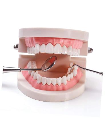 Kichouse Toy 1 PC Tooth Model - Standard Typodonto Dental Health Model for Kids | Eco-Friendly Plastic - Buy Online on GoSupps.com
