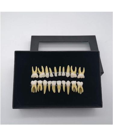 Fhuili Two-Color Permanent Teeth Model - 20 Artificial Dentures for Dental Study & Oral Demonstration - Buy Online on GoSupps.com