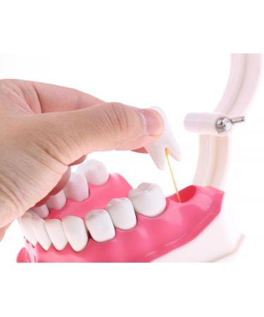 F Fityle 2X Magnification Model Teeth - Removable PVC for Dental Education | International Shipping Available - Buy Online on GoSupps.com